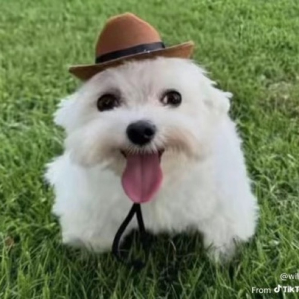 Meet your Posher, Ava